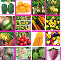 迷你蔬菜水果种子 小西瓜金桔 葫芦南瓜 彩色草莓水果玉米胡萝卜