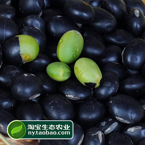 农家自种营养丰富无抛光五谷杂粮绿芯黑豆非转基因绿芯黑豆原产地