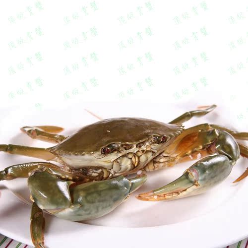顶级青蟹海鲜活野生海螃蟹大公螃蟹肉蟹直销单只7两-1斤3两肉饱满