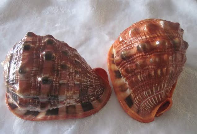 年货必备 北海特色工艺品   四大名螺之一  纯天然贝壳《万宝螺》