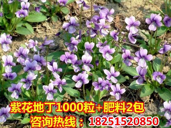 紫花地丁种子园林景观地被花卉早春耐阴耐寒植物花种公斤包邮
