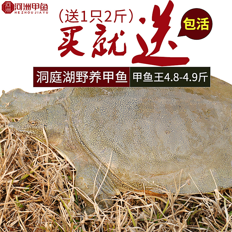 【河洲甲鱼】鲜活水鱼团鱼王八中华鳖洞庭湖生态野长4.8-4.9斤