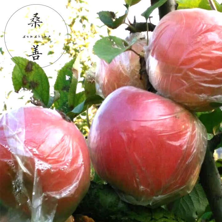 丰县大沙河红富士大苹果新鲜水果自家产10斤特价包邮