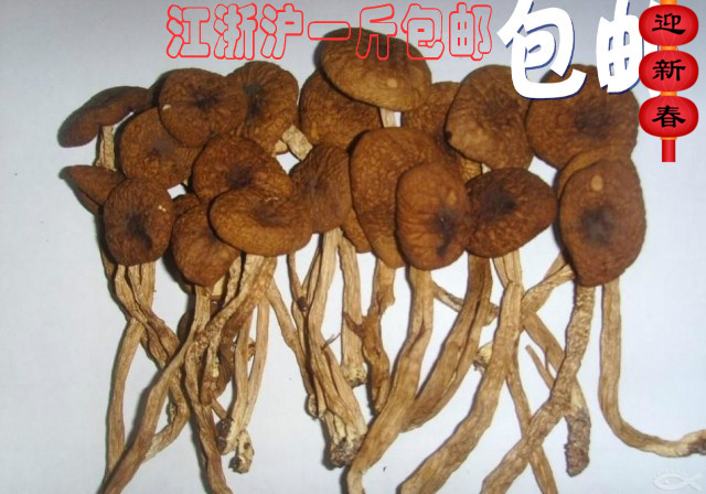 2015新货农家 茶树菇干货特产 茶薪菇 未开伞250g 2件起包邮
