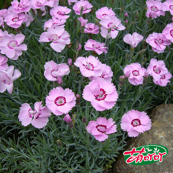 国际花卉城 景观花卉种子常夏石竹 粉色易播 秋播种子约1300粒/包