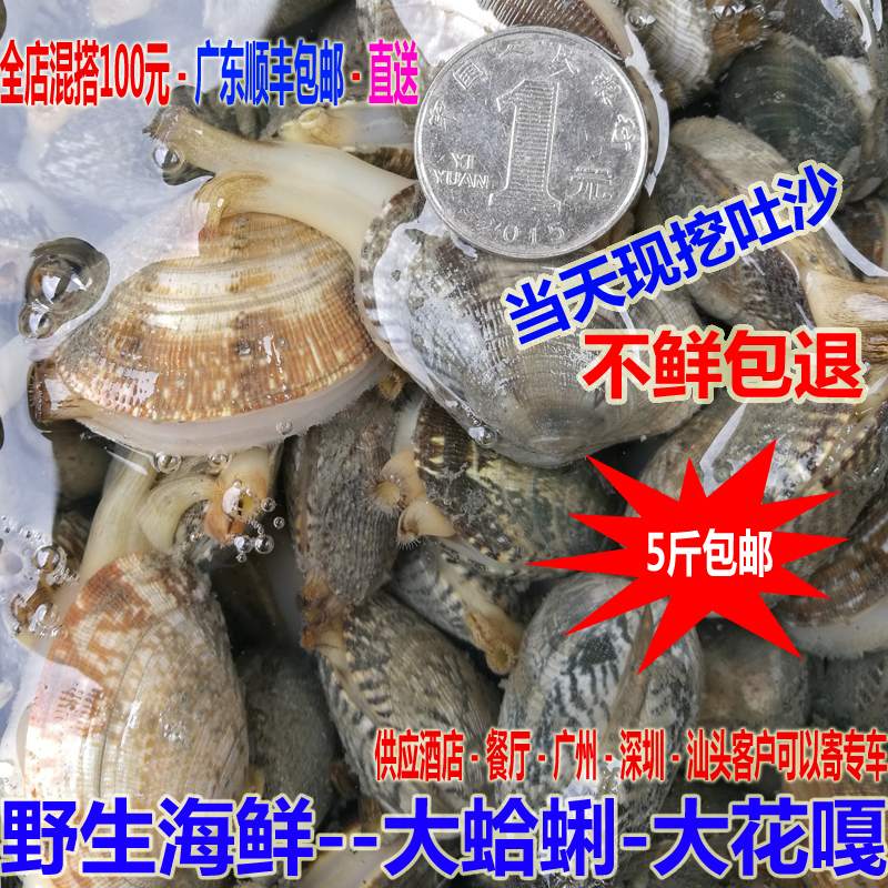 蛤蜊海鲜鲜活花蛤蜊花甲新鲜蛤蜊水产蛤蜊贝类海鲜深海贝类250g