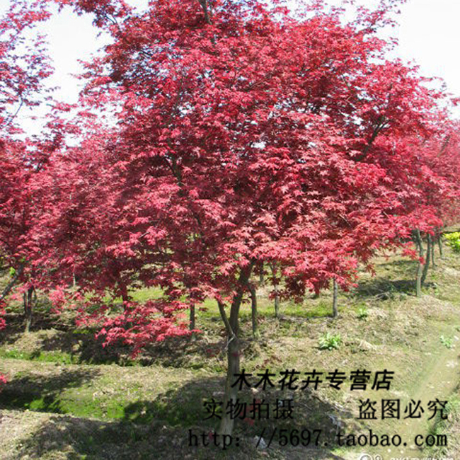 红枫树苗日本红枫树苗嫁接红枫树苗庭院绿化高档花卉彩色植物包邮