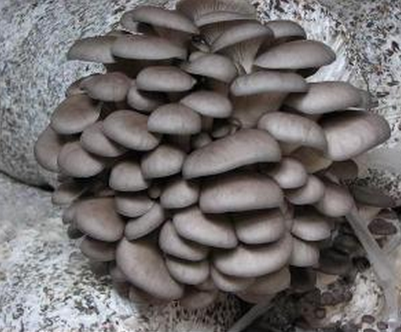 平菇菌包食用菌菌种新鲜蘑菇种子四季种植种子蘑菇菌包一袋也包邮