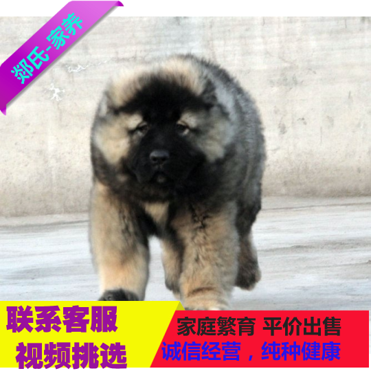 高加索犬 高加索幼犬 巨型熊版高加索纯种 赛级血统 大型护卫犬
