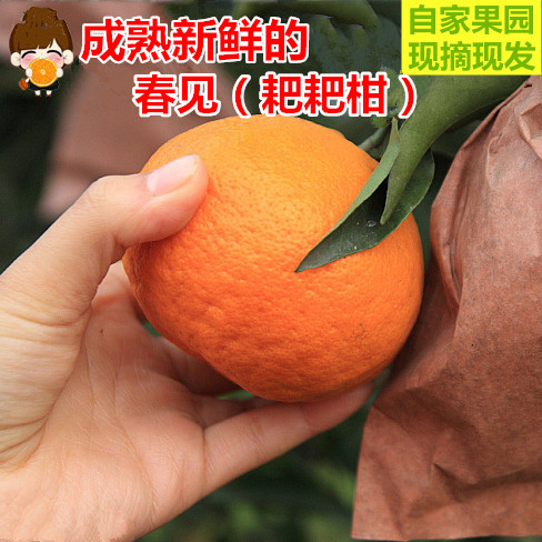 四川蒲江特产自家新鲜水果春见耙耙柑非不知火丑柑橘橙子5斤包邮