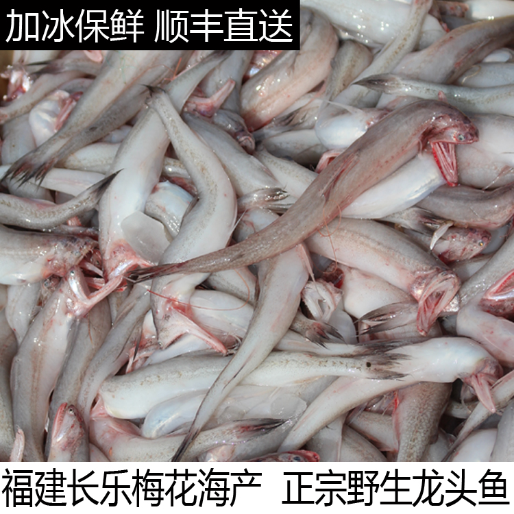 长乐梅花海产 正宗野生龙头鱼 豆腐鱼 海捕新鲜水产品 龙头烤海鲜