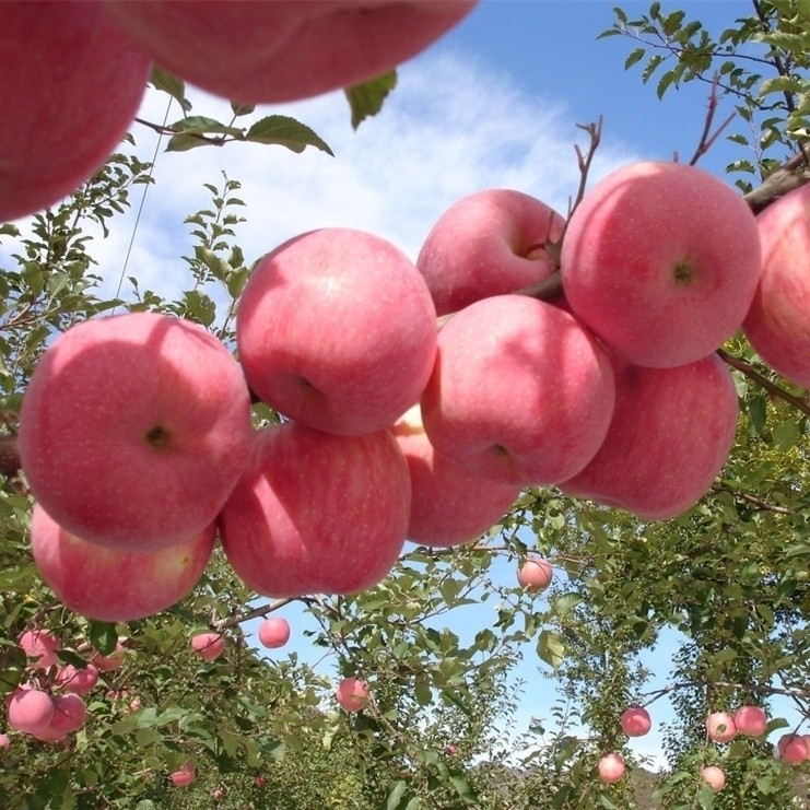 果树苗盆栽地栽苹果树苗红心红富士苹果南方北方种植嫁接苹果树苗