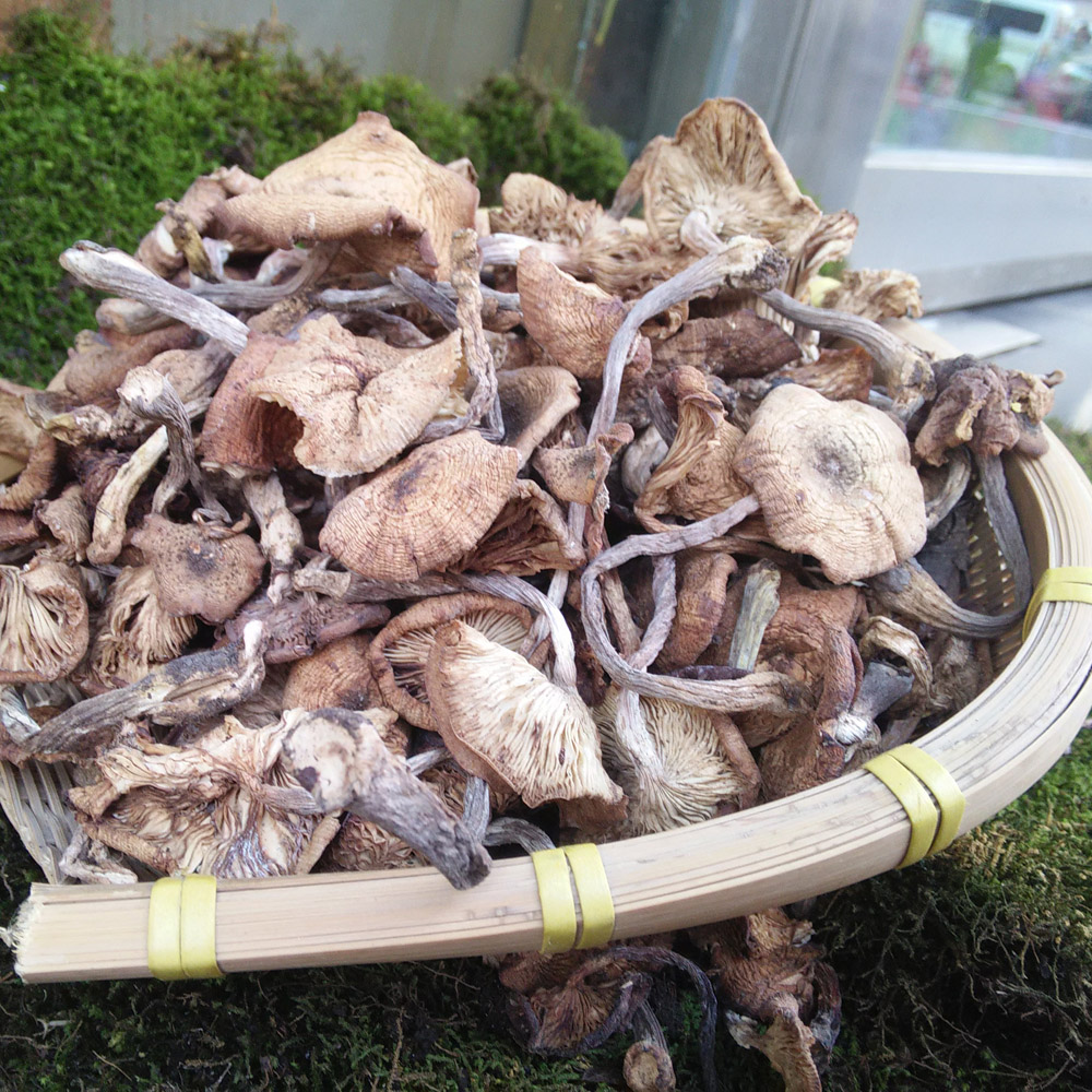 2014新品 东北特产 榛蘑 小鸡炖蘑菇专用菌种 食用菌 味道鲜美