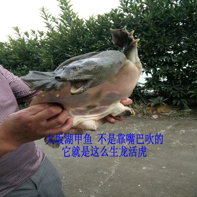 大坂湖2.8斤野外中华鳖 活体甲鱼 水鱼 团鱼 鲜活王八5年龄包邮