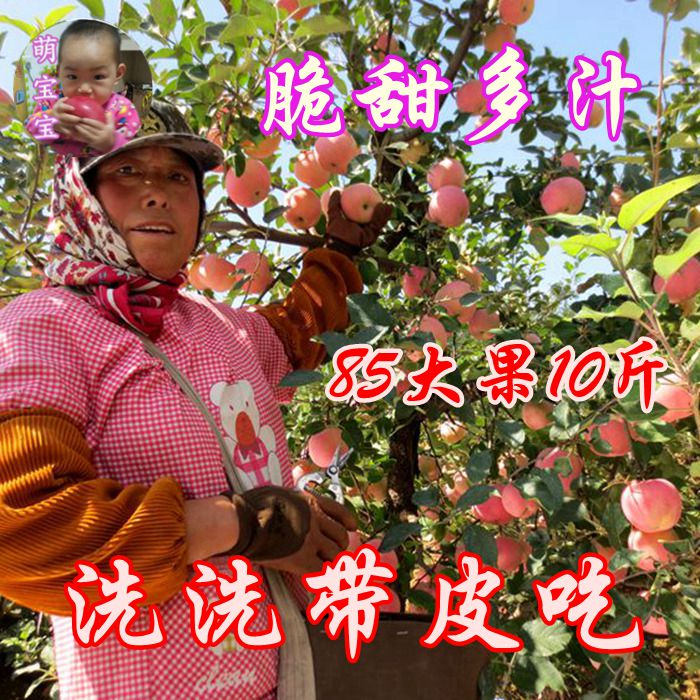 萌宝宝新鲜水果烟台苹果栖霞农家果园大红富士10斤吃的包邮