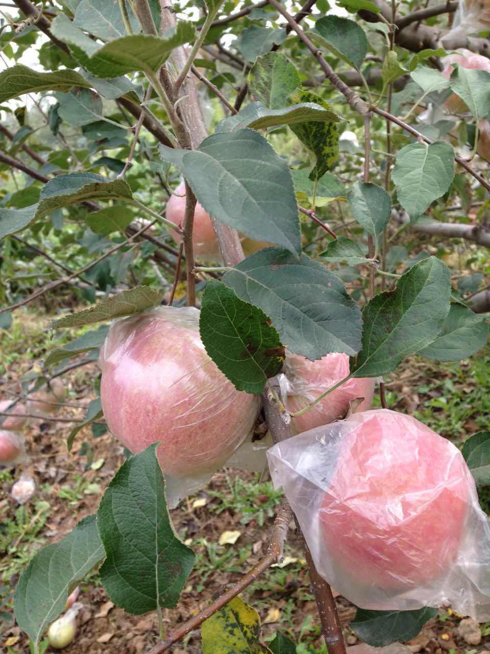 2015新果季山西苹果水果新鲜红富士批发包邮特价5斤