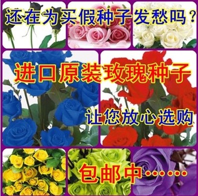 阳台 易种 花卉 绿植 植物玫瑰花种子四季播种花籽 800粒套餐包邮