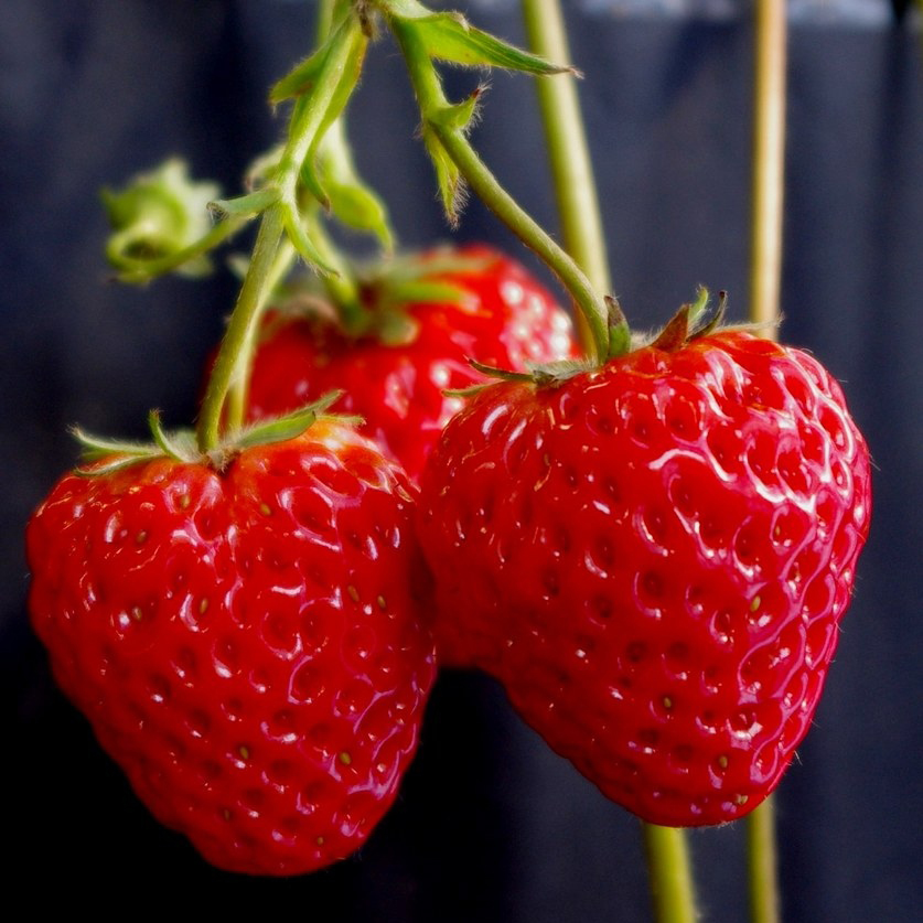 包邮四季结果草莓种子套餐 红白黑蓝家庭盆栽 阳台水果蔬菜草莓籽
