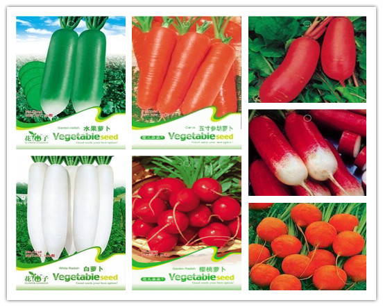 萝卜种子 樱桃萝卜/白/胡萝卜/水萝卜/青萝卜心里美蔬菜种子易种