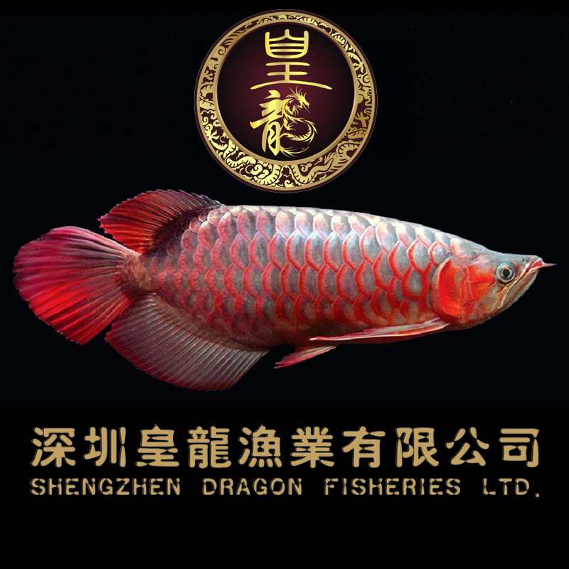 【皇龙渔业】纯印尼加里曼丹坦克 辣椒红龙 超血红龙鱼 风水龙鱼
