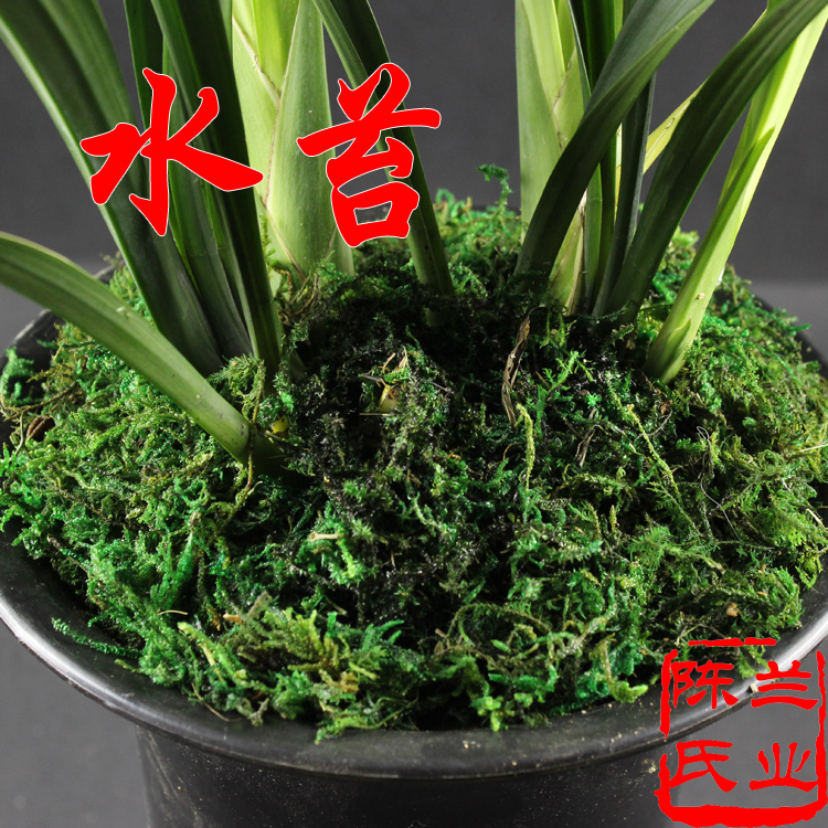 水苔 压缩干苔藓 兰花专用土 优质兰花无土栽培介质 保湿营养土