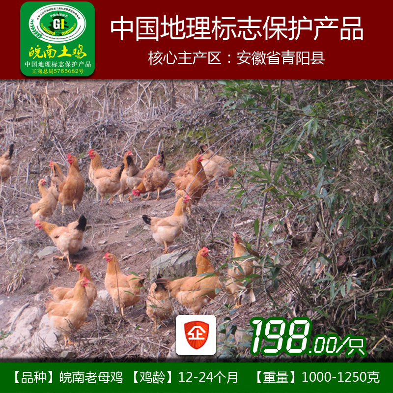 皖南九华山散养放养土鸡中国地理标志保护产品包邮做坐月子老母鸡