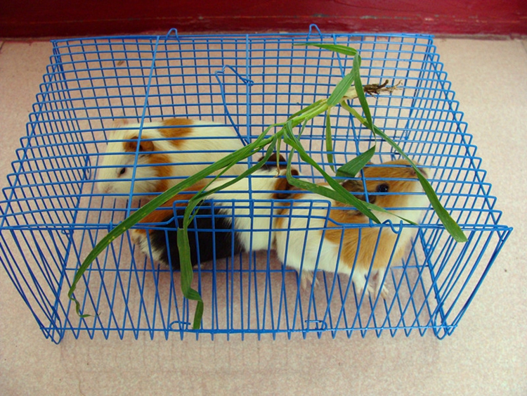 宠物运输笼 简易兔笼AT35松鼠鸟豚鼠龙猫运输笼 活体运输笼