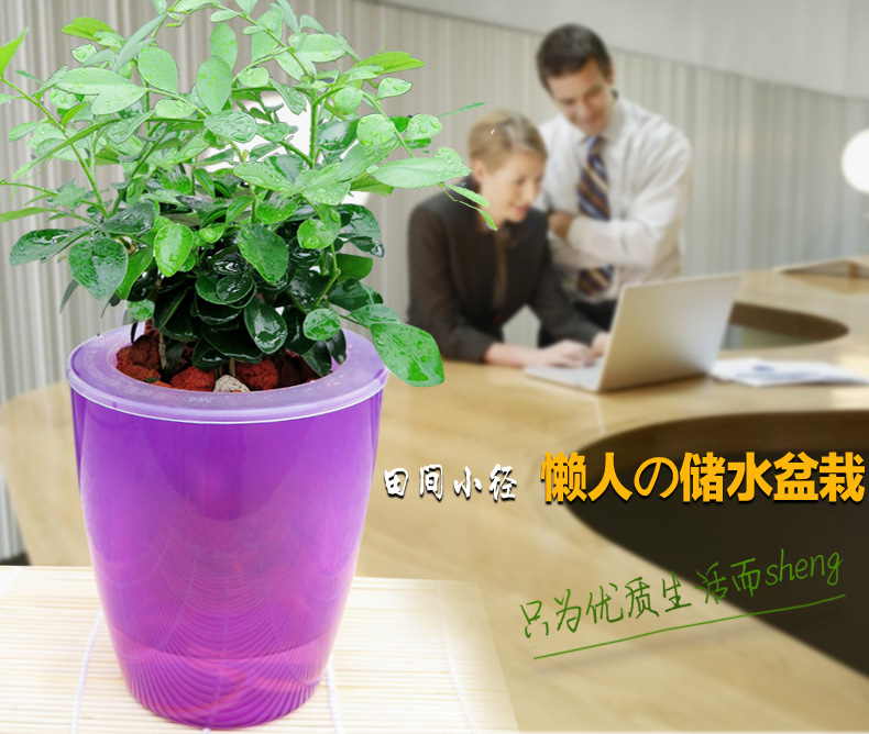 盆栽花卉植物室内 华夏九里香办公室内桌面水培植物 绿植盆栽
