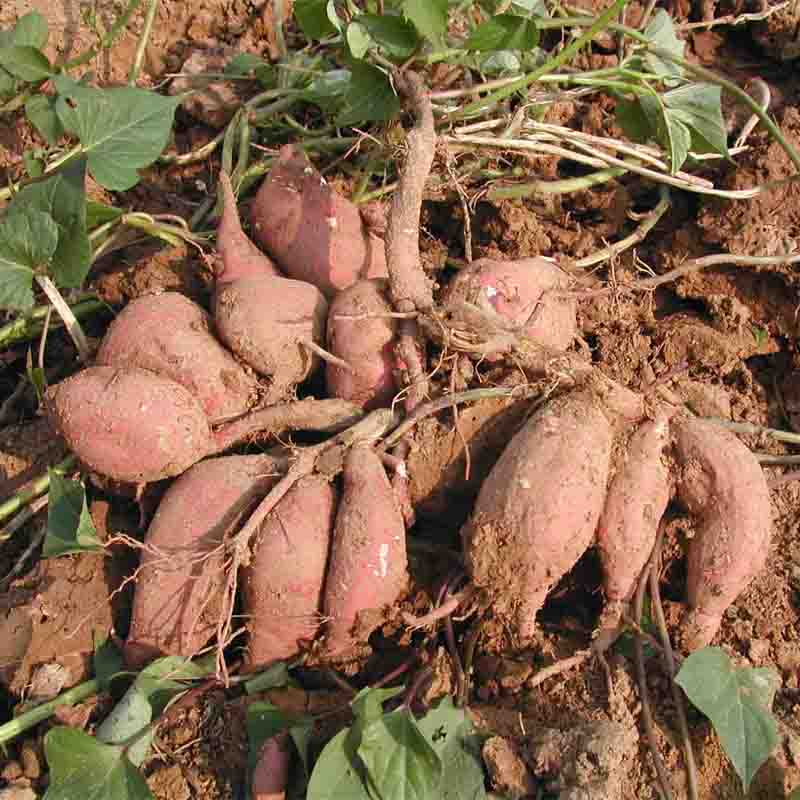 农家自种新鲜红苕、地瓜、香甜红薯农家蔬菜1000g