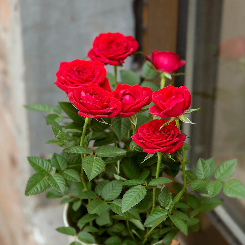 玫瑰花盆栽迷你玫瑰盆栽荷兰进口玫瑰花苗盆栽包邮植物花草