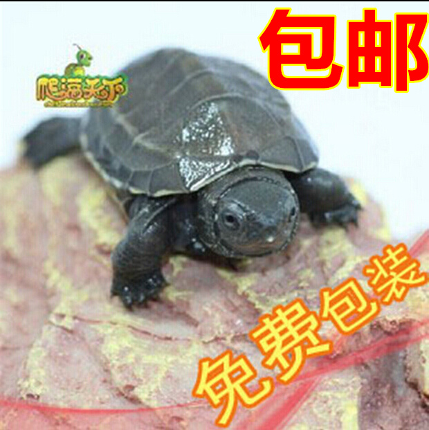 2015头苗 中华草龟苗 活体宠物乌龟水龟 小草龟苗 全品(免包装费)