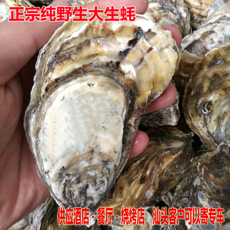 鲜活生蚝带壳海蛎子 野生新鲜海鲜水产贝类烧烤带壳牡蛎 5斤包邮