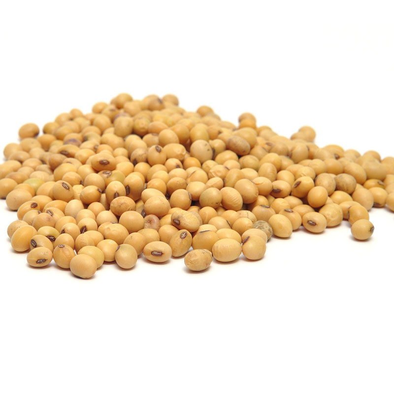 农家正宗有机黄豆非转基因绿色食品五谷杂粮大豆散装250g