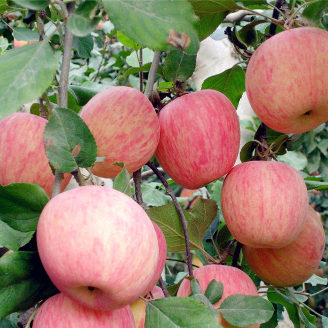 现摘「陕西红富士苹果8斤」农家原生态比洛川山东烟台新鲜水果