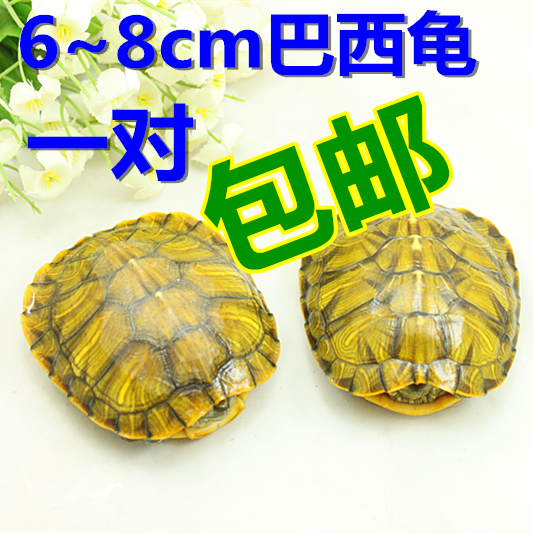 黄金巴西龟彩龟乌龟活体宠物龟水陆龟招财龟2只7-8厘米全品包邮