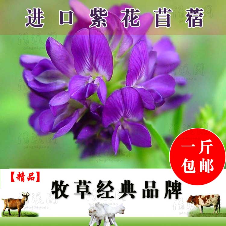 进口紫花苜蓿种子苜蓿草南方牧草种子北方多年生耐寒牛羊兔牧草