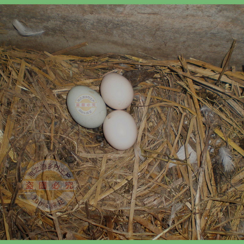 新鲜鸡蛋 农家散养土鸡蛋 20枚一箱（包邮）