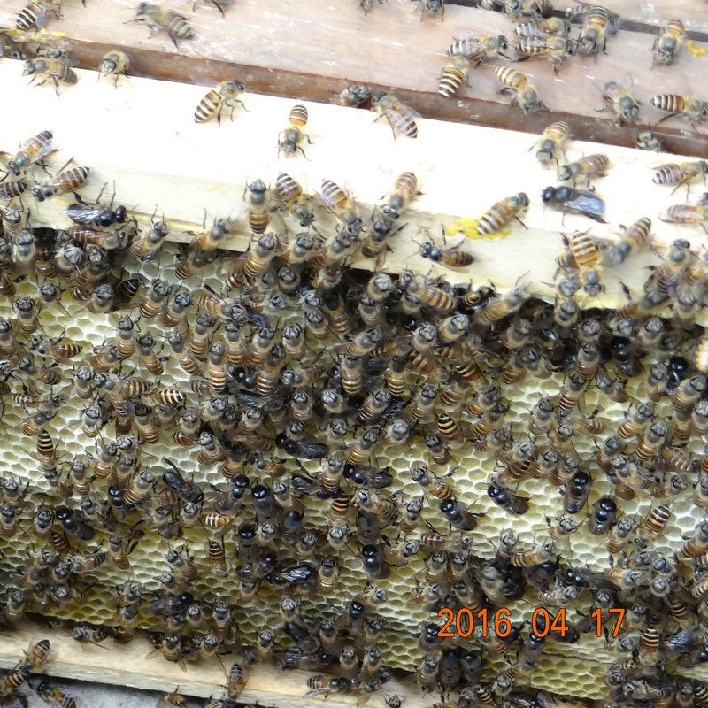 纯蜂蜜 自家果园养殖中华土蜂 自产自销 荔枝蜜 龙眼蜜 特价 包邮