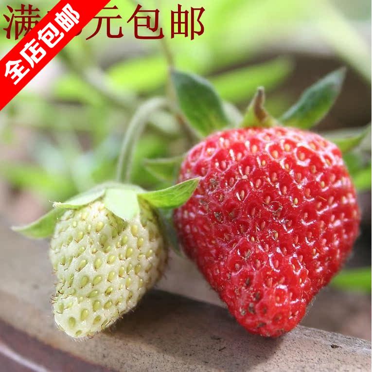 18元免邮 红草莓种子50粒 庭院水果 阳台盆栽四季播蔬菜蔬果种子