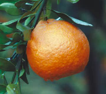 四川蒲江特产自家新鲜水果橘子青见4斤中大果包邮