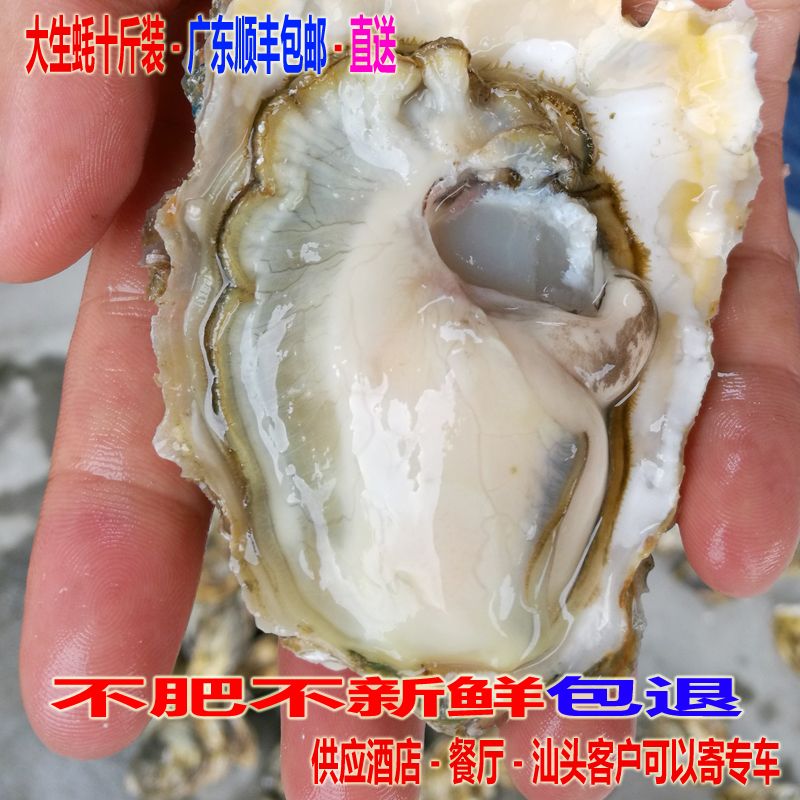 鲜活生蚝带壳海蛎子 野生新鲜海鲜水产贝类烧烤带壳牡蛎 10斤包邮