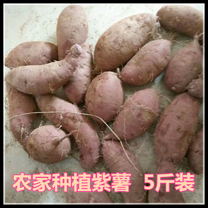 坏的包赔】农家自种越南紫薯 新鲜红薯地瓜蔬菜小紫薯山芋5斤包邮