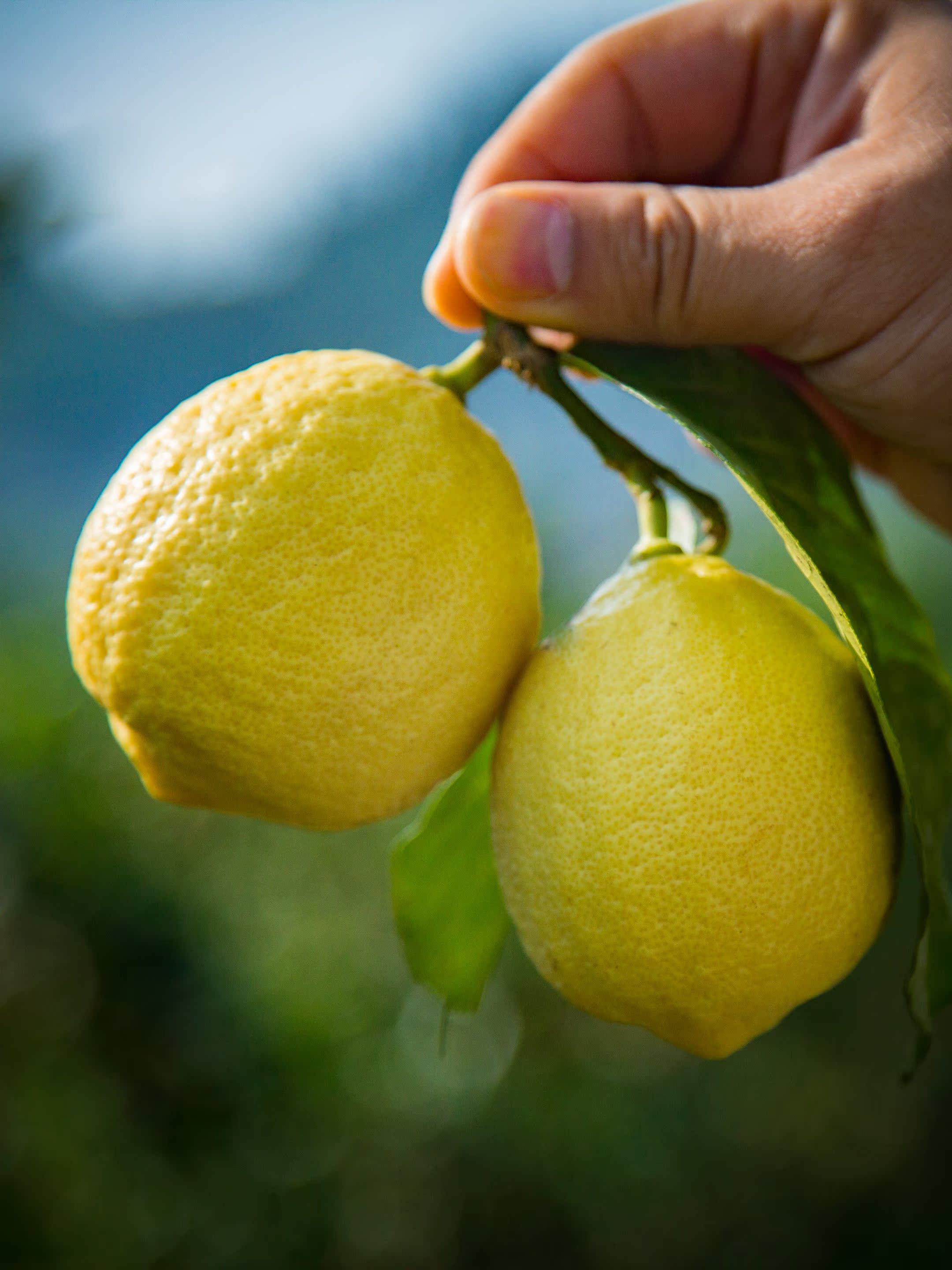 起源柠檬四川特产安岳黄柠檬现摘一级果五斤装15个到22个包邮特价