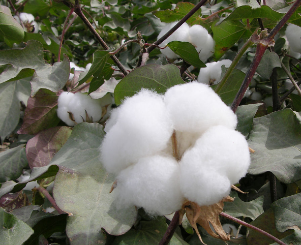 棉花天然柔和 无刺激 无异味 无污染 无污染健康保暖环保绿色产品