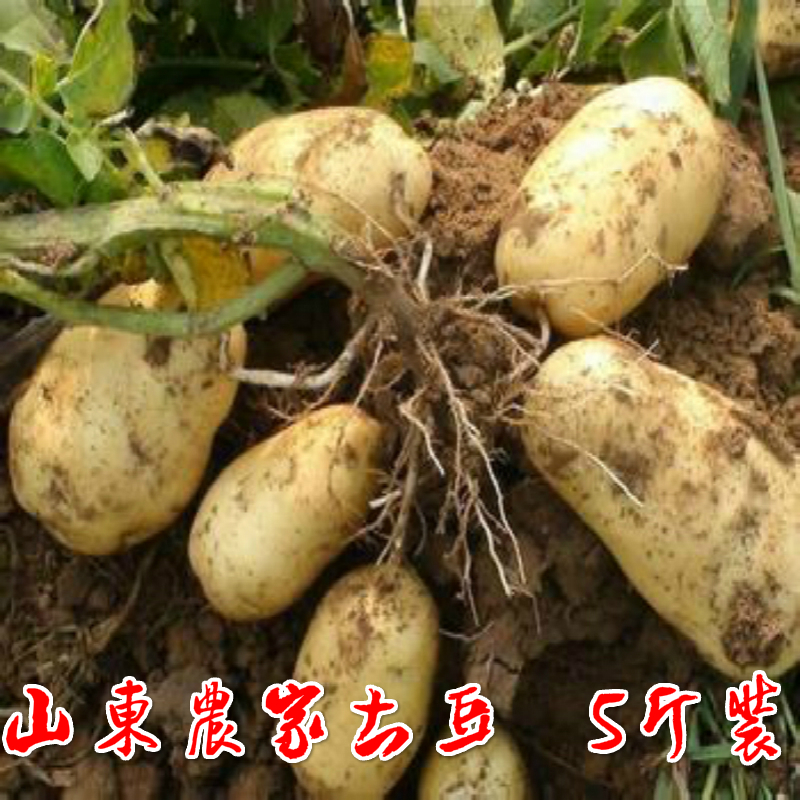 新鲜蔬菜农家自种土豆老品种现挖黄心洋芋非转基因马铃薯5斤包邮