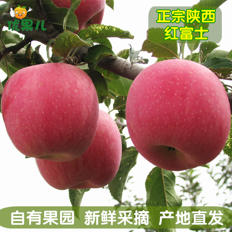 陕西红富士苹果农家特产洛川新鲜水果现摘现发非烟台栖霞10斤包邮