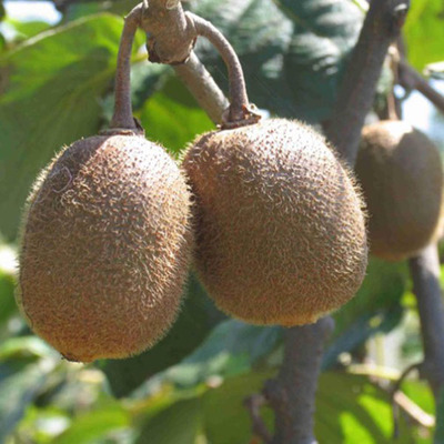 猕猴桃种子猕猴桃籽当年洗新种子猕猴桃种苗繁育出芽高果树苗包邮