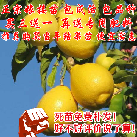 柠檬树 盆栽包邮 柠檬树苗 盆栽带果 柠檬苗 柠檬苗四季结果包邮