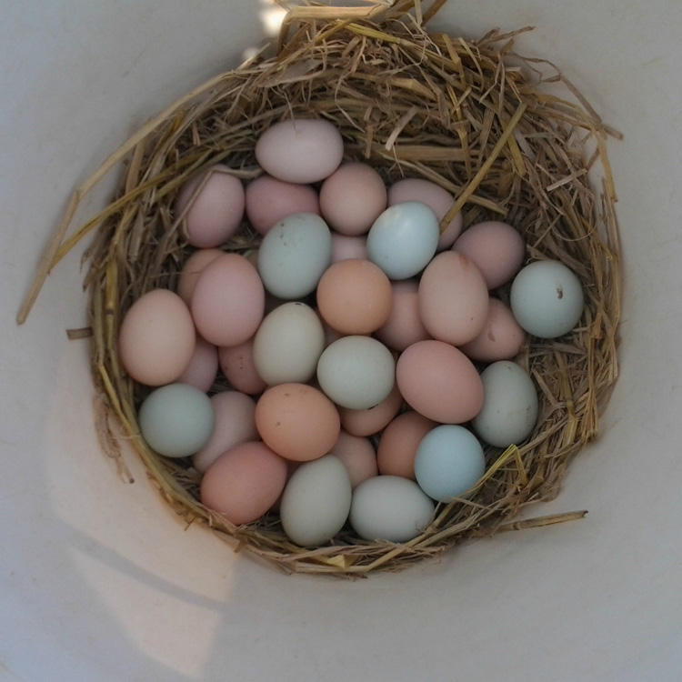 正宗纯天然土鸡蛋30枚农家野外散养土鸡蛋新鲜草鸡蛋柴笨鸡蛋