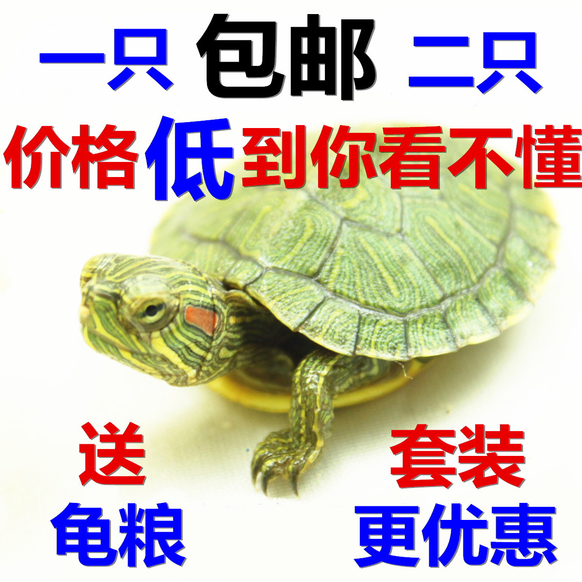 2016宠物小巴西龟苗 活体水龟活体乌龟 小巴西彩龟(免费包装)全品